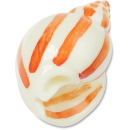 Natural Conch Shell